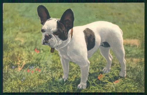 Bulldog francese french - francese,
