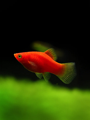 Platy corallo pesce tropicale - platy,