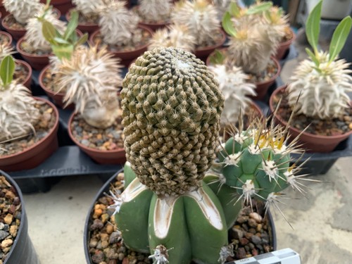 061 pelecyphora strobiliformis - 061,