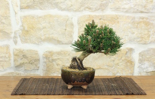 Bonsai pino nero thunbergii - bonsai, di