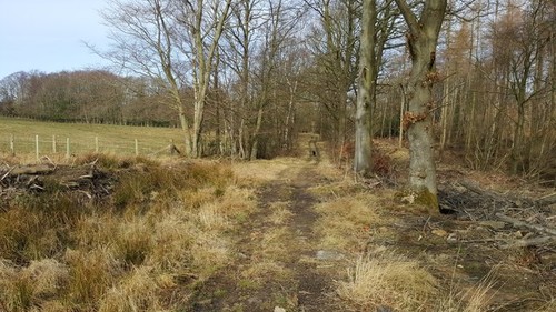 Photo 6x4 track meirs wood - meirs,