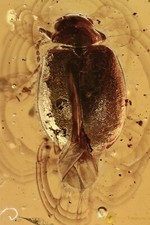 Coleottero Palustre rara inclusione fossile in Ambra Baltica 21X13X4 NON COMUNE
