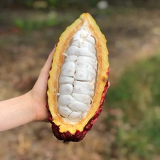 Sri Lanka Fresco Rarissimo