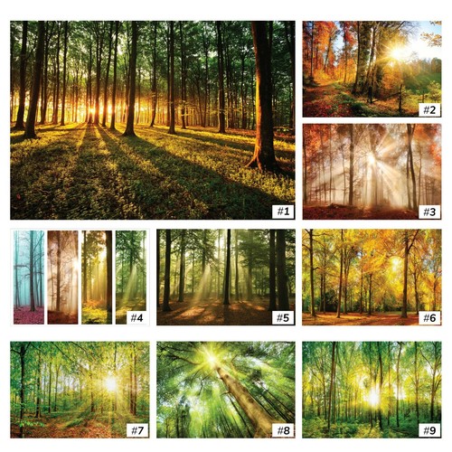 Foresta alberi naturali - foresta,