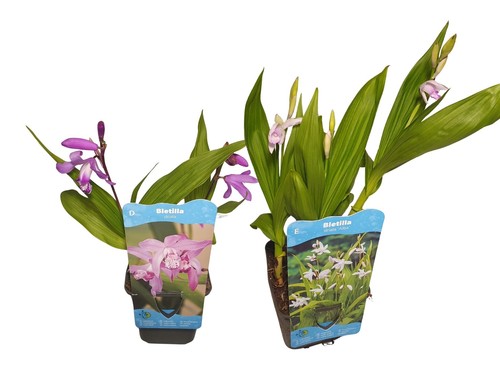 Orchidea giapponese bletilla - giapponese,