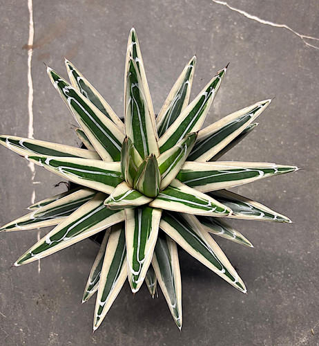 Agave victoria reginae white - agave,