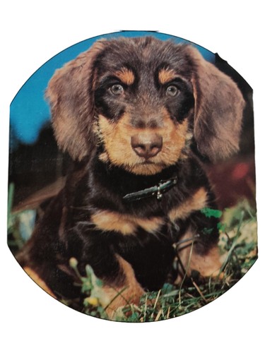 Foto cucciolo bassotto - bassotto, cane