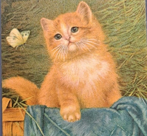 Cat butterfly illustrated - cat,