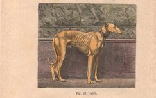 Stampa CANE LEVRIERO VELTRO incisione antica acquerellata del 1884