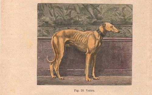 Stampa cane levriero veltro - cane,