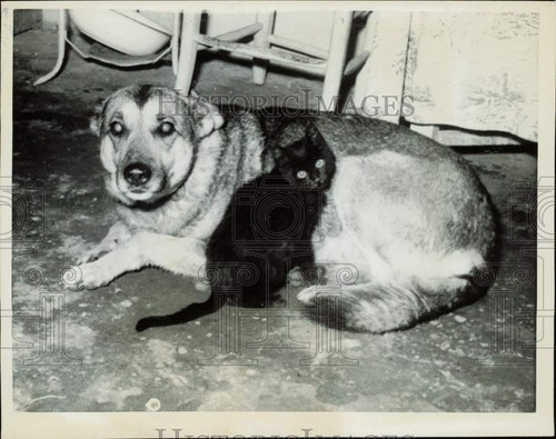 1961 stampa foto cane - stampa,