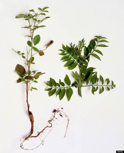 Liquirizia glycyrrhiza glabra - liquirizia,