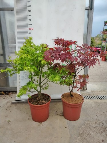 Pianta acer palmatum - di, "acero