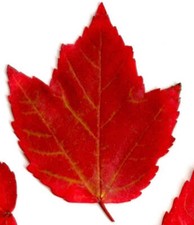 Acer rubrum cv "BRANDYWINE" - Brandywine - Acero Rosso