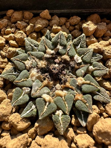 Ariocarpus kotschoubeyanus - , v