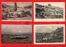 PECORE  - LOTTO DI 16 CARTOLINE ANTICHE D'EPOCA FP - vedi foto e descrizione