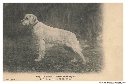 Bfp1 0895 cane - -, bionda