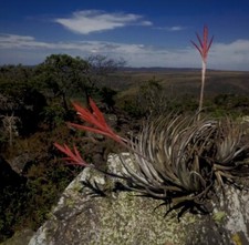 Tillandsia Barrosae