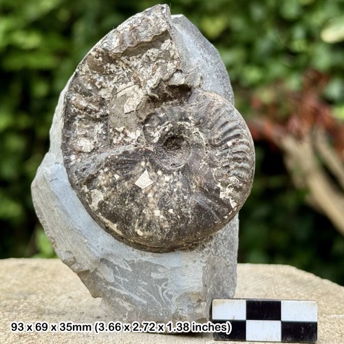 Rare fossil ammonites - fossil, –