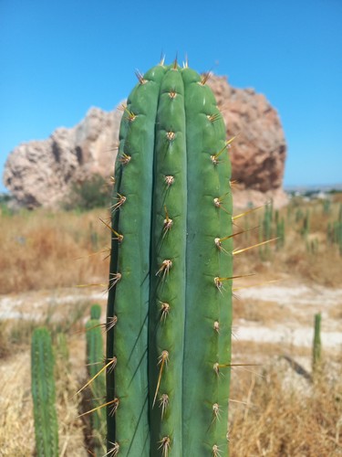 Peruvian torch cm - torch, 50