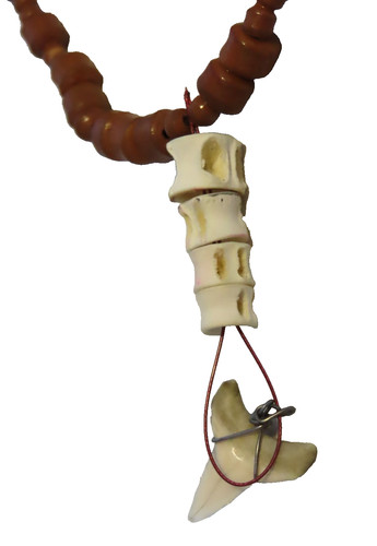 Denti vertebre squalo - e,