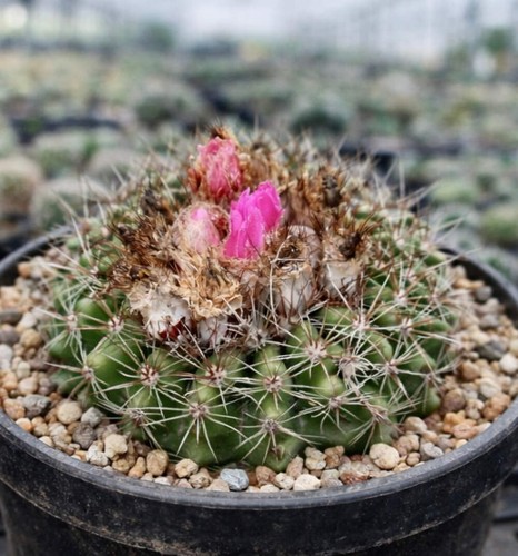 Notocactus pseudoherteri - , 10
