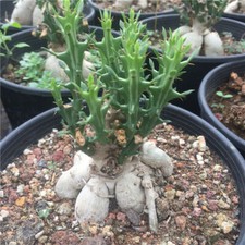 1PCS Euphorbia Knuthii pianta