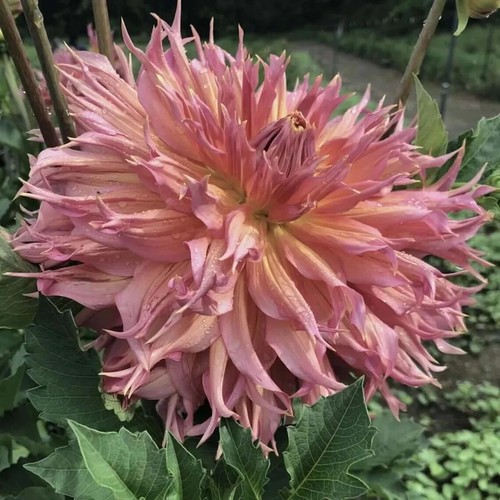 Sale834 dahlia big dalia - sale834,