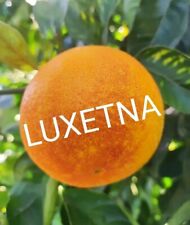 ❤️ ARANCE Tarocco Gallo Di