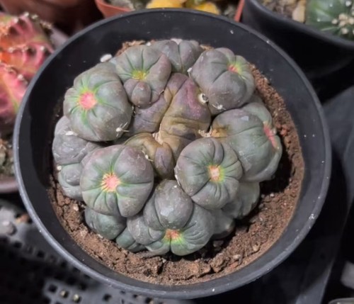 Gymnocalycium wysiwyg mosstata - gymnocalycium,