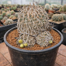 Turbinicarpus klinkerianus