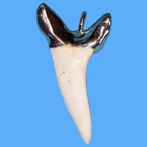 Ciondolo argento dente squalo - argento,