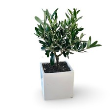 Piantina Di ulivo in vaso di