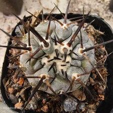 Vendita raro cactus Copiapoa