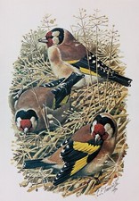 Stampa Di Uccelli TUNNICLIFFE