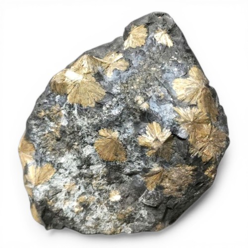 Suiseki fiore pietra naturale - fiore,