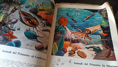 Natura viva regno animale