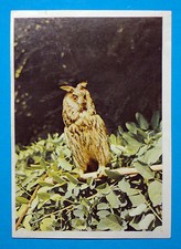 Figurina Panini-ANIMALI DI TUTTO IL MONDO 1965-n.195-GUFO REALE-rec