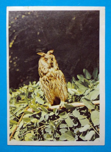 Figurina panini animali - panini-animali, di