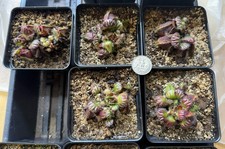 Cephalotus follicularis