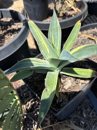 Agave blue flame - , variegated