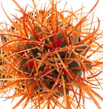 Ferocactus chrysacanthus