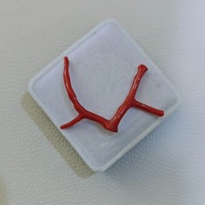 Ramo di corallo rosso italiano