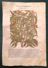 MATTIOLI MATTHIOLI Erbario a