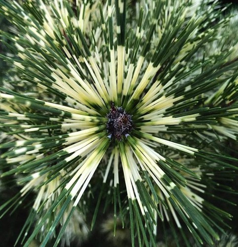 Pinus densiflora oculis - pinus,