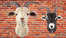 Testa di capra decorazione