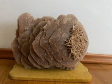 Splendido esemplare di rosa del deserto proveniente dalla Libia