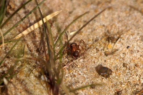 Photo 6x4 southern - 6x4, ant