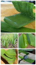Pianta Di 4 Anni ALOE VERA Barbadensis Pianta Senza terra. SPEDIZIONE GRATUITA