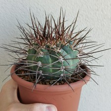 Gymnocalycium Armatum Vaso 13 Perfetto